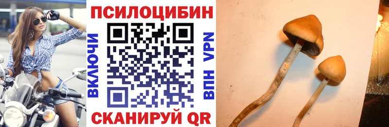 Псилоцибиновые грибы Cubensis Тайшет